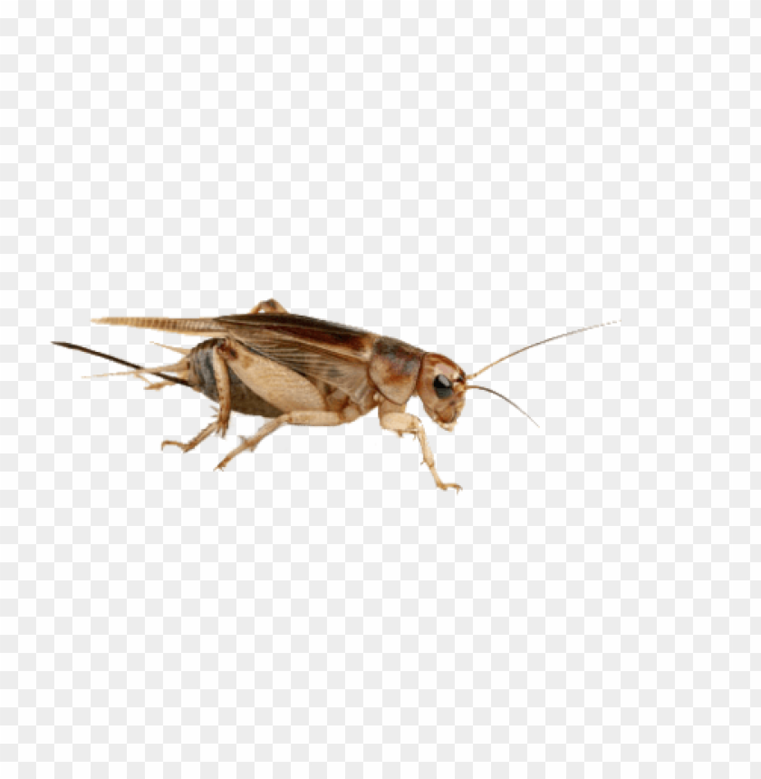 cricket insect,حشرة الكريكيت
