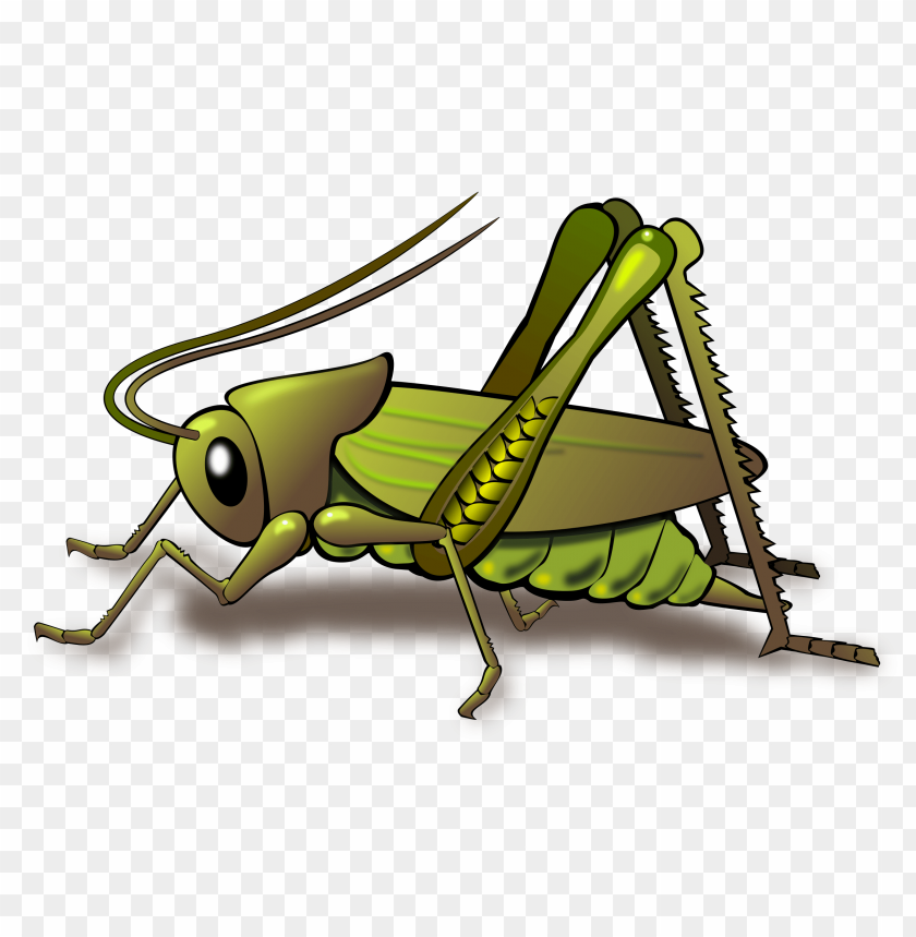 cricket insect,حشرة الكريكيت