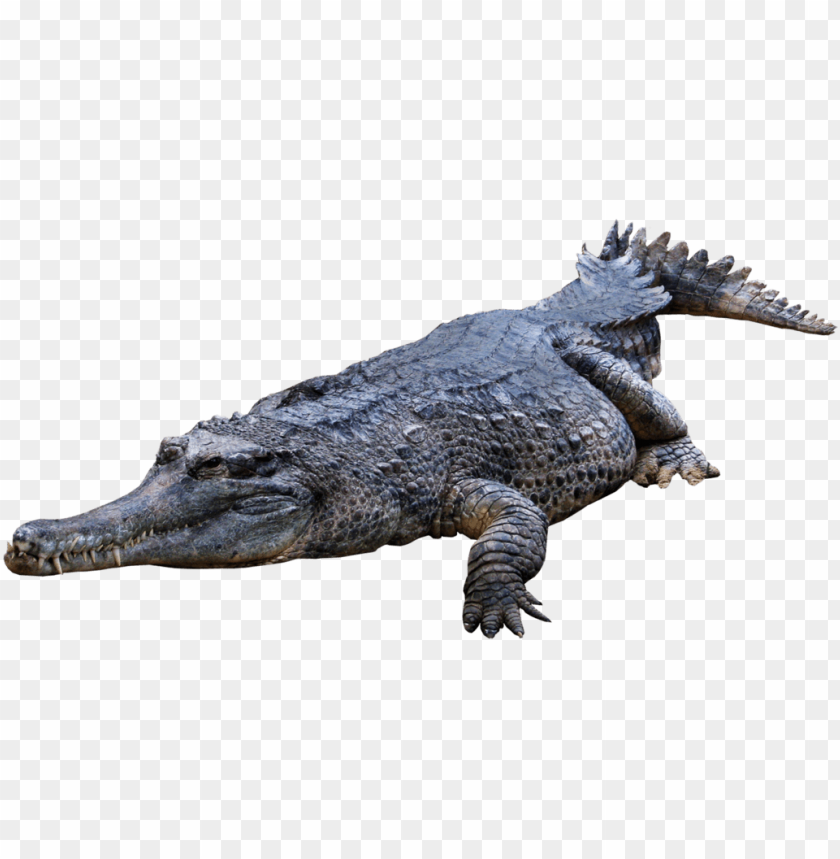 A realistic crocodile resting on a surface, showing details in its skin and posture PNG