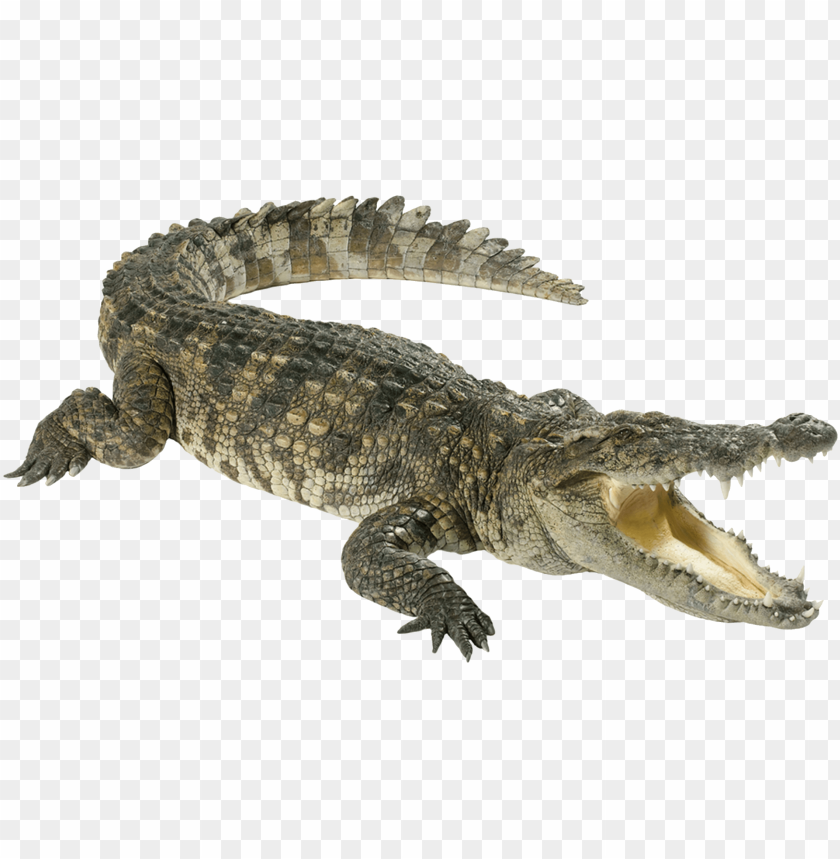 Realistic crocodile with an open mouth on a transparent background PNG