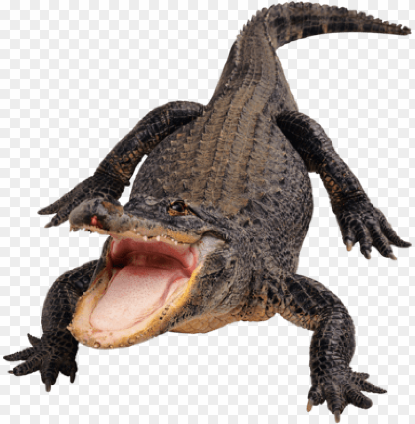 Close-up of an alligator with mouth open, against a transparent background PNG