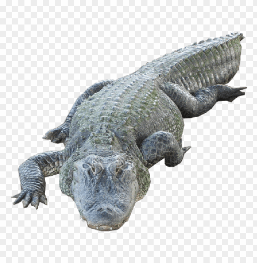 Realistic crocodile illustration on a transparent background PNG