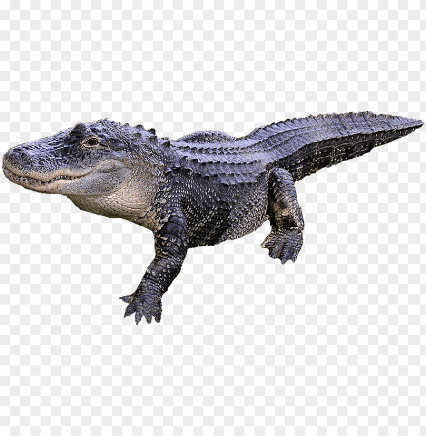 Realistic alligator crawling with detailed textured ski PNG