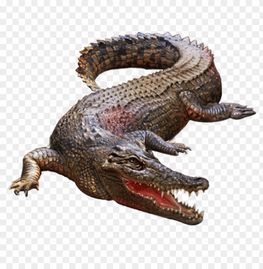 Realistic crocodile illustration on a transparent background PNG