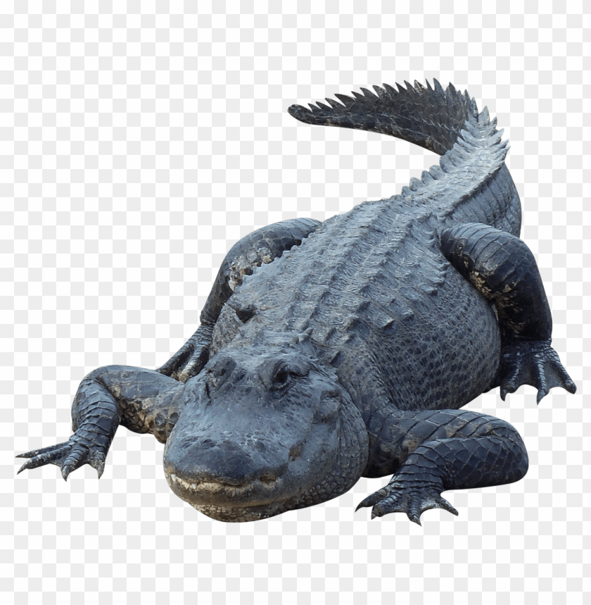 Realistic alligator lying on the ground with detailed scales and texture PNG