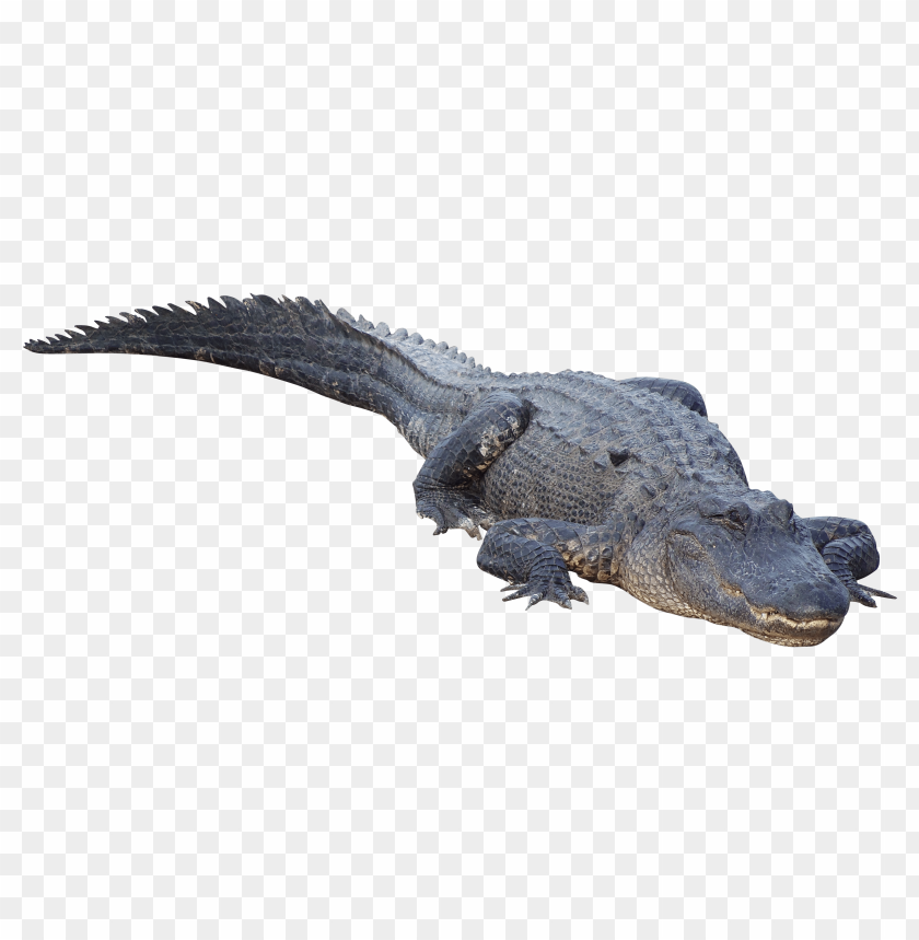 Large alligator resting on a dark background PNG