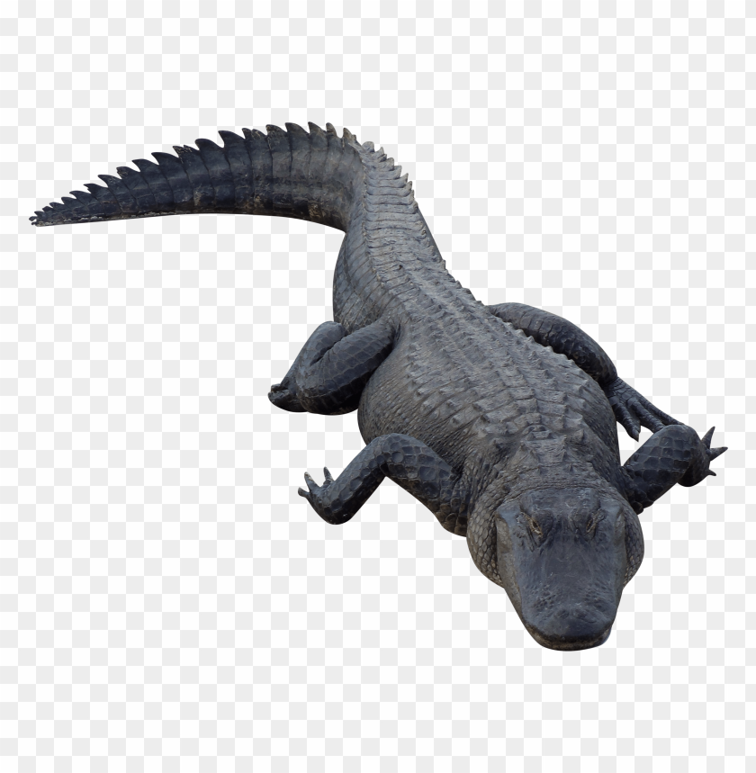 Realistic alligator lying on the ground with a detailed texture PNG