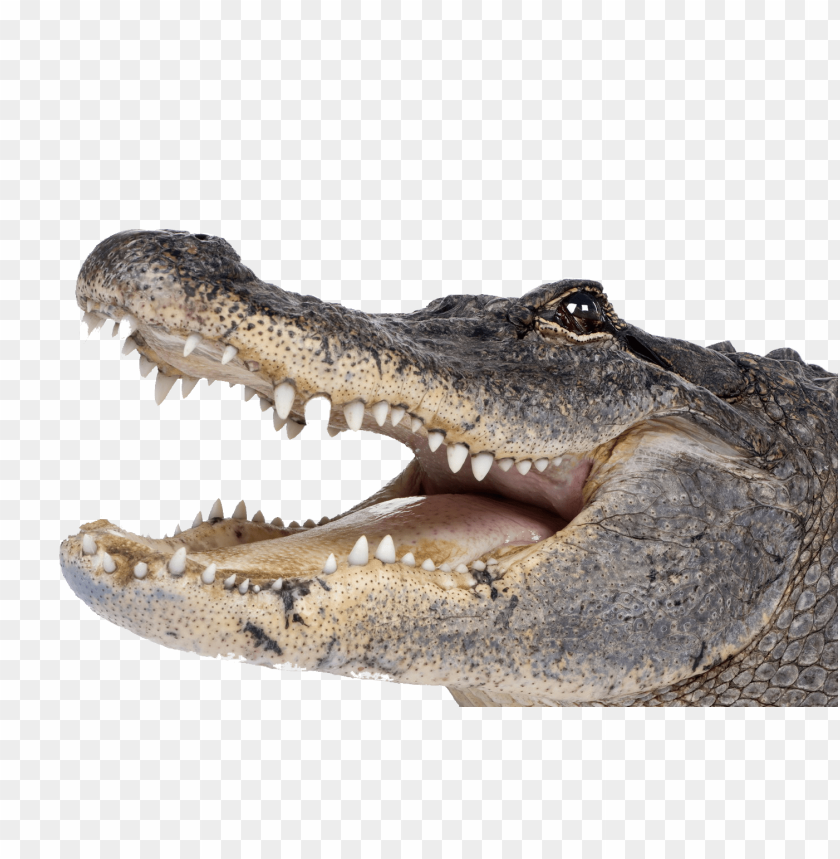 Close-up of a crocodile's mouth showing sharp teeth and textured ski PNG