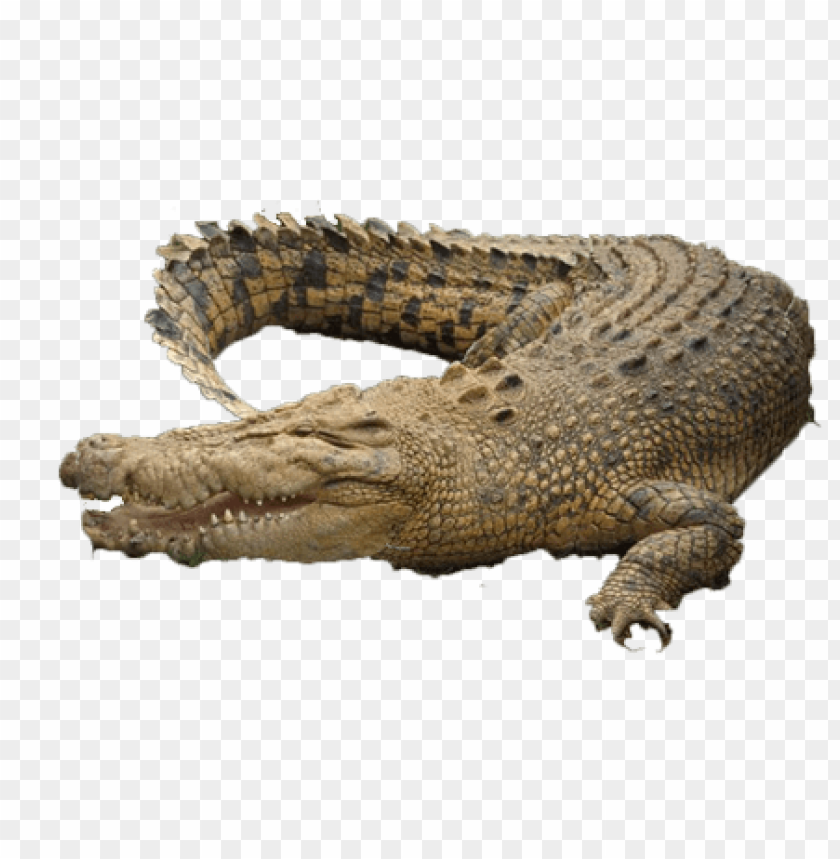 Close-up of a large crocodile resting on a surface PNG