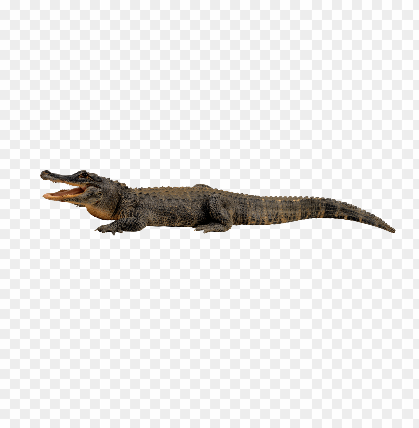 A realistic crocodile lying with an open mouth on a transparent background PNG