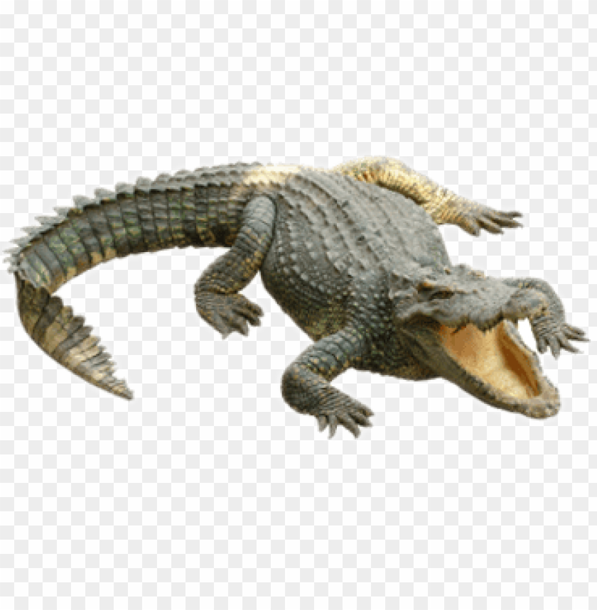 Realistic crocodile with mouth open, showcasing textured skin and posture PNG