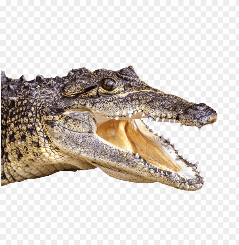 Close-up of a crocodile head with open jaws showing teeth PNG