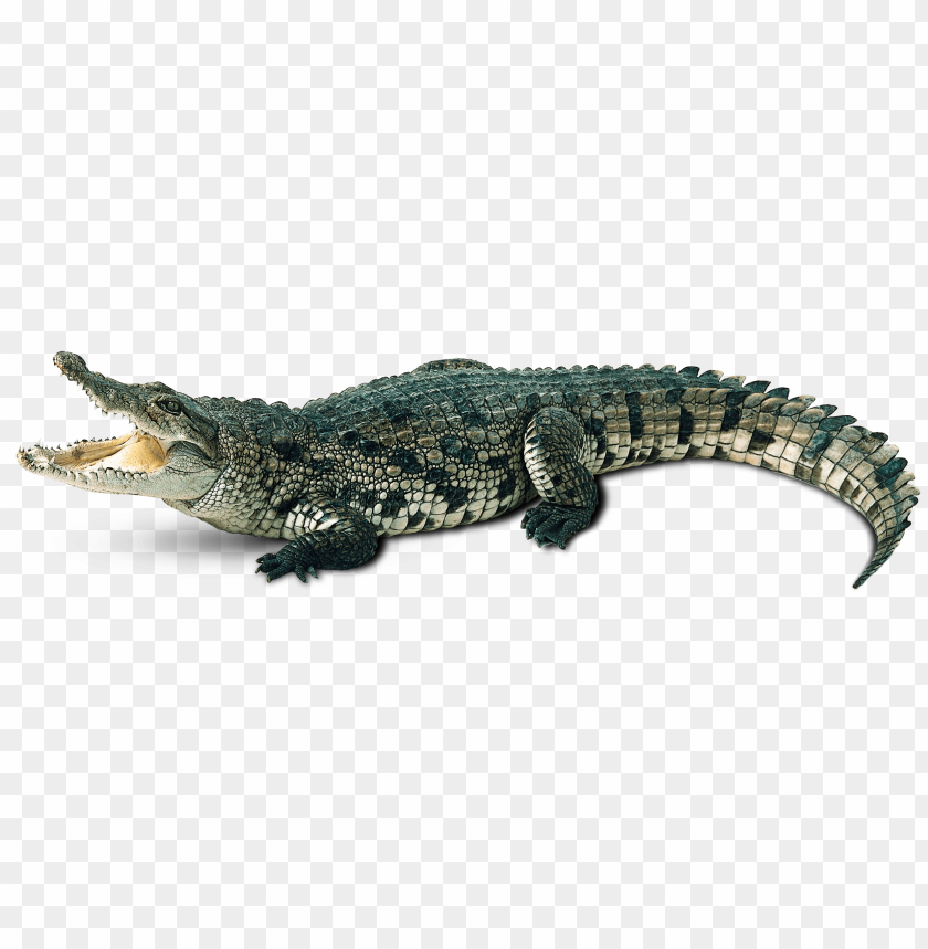 Crocodile with mouth open, showcasing its teeth and textured ski PNG