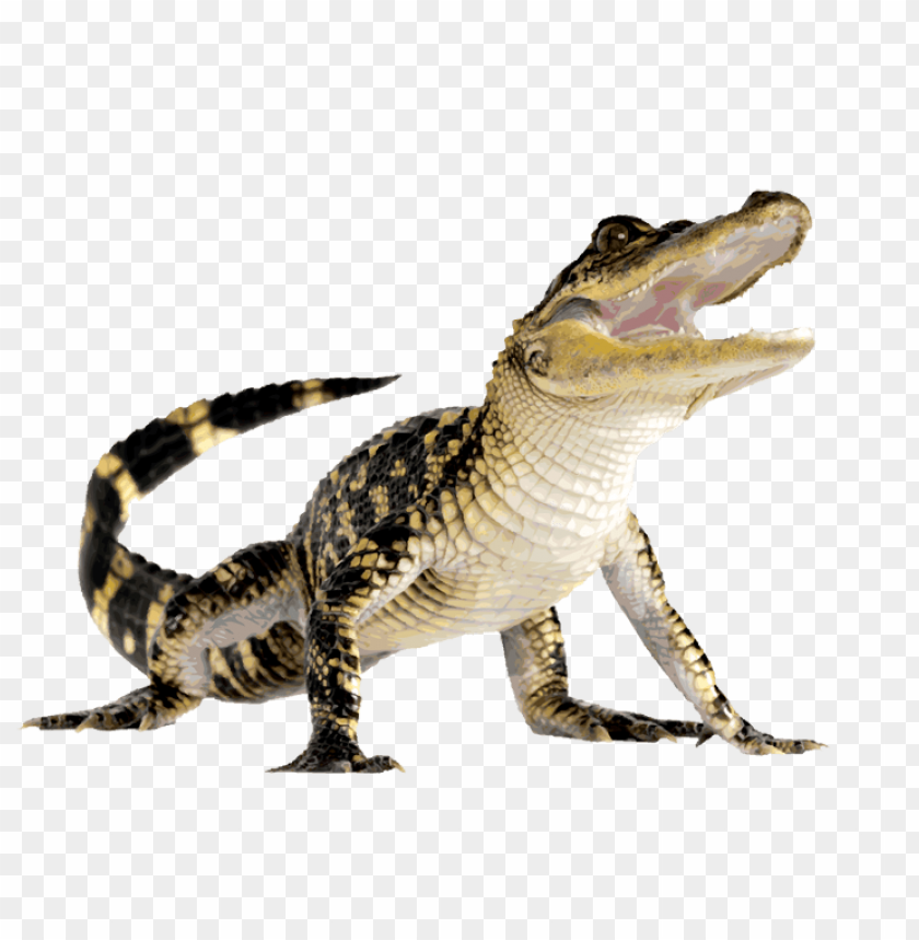 A crocodile with its mouth open, showcasing its teeth and textured ski PNG