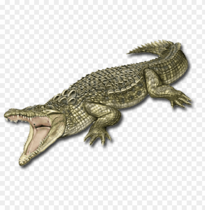 A detailed illustration of a crocodile with an open mouth PNG