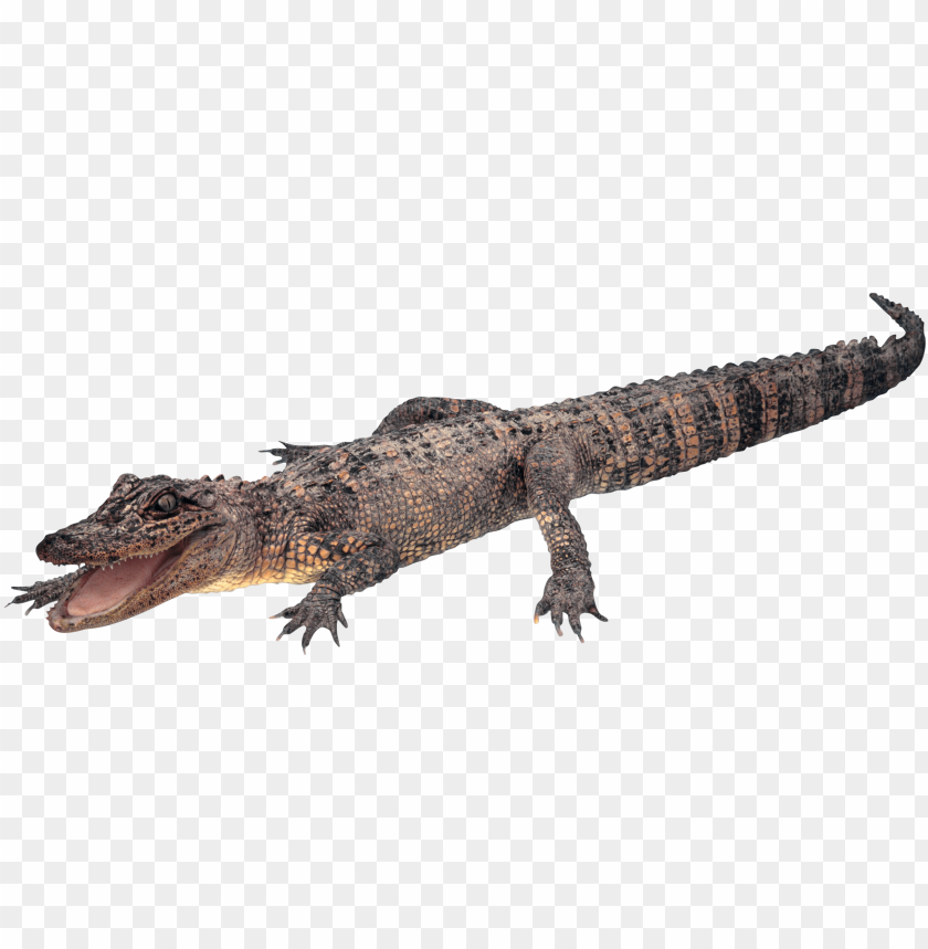 A realistic crocodile illustration with a textured body and open mouth PNG