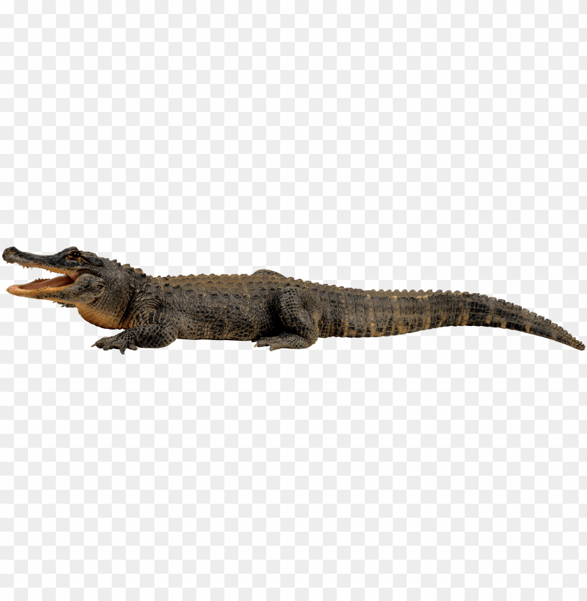 A realistic crocodile lying on a surface with its mouth ope PNG