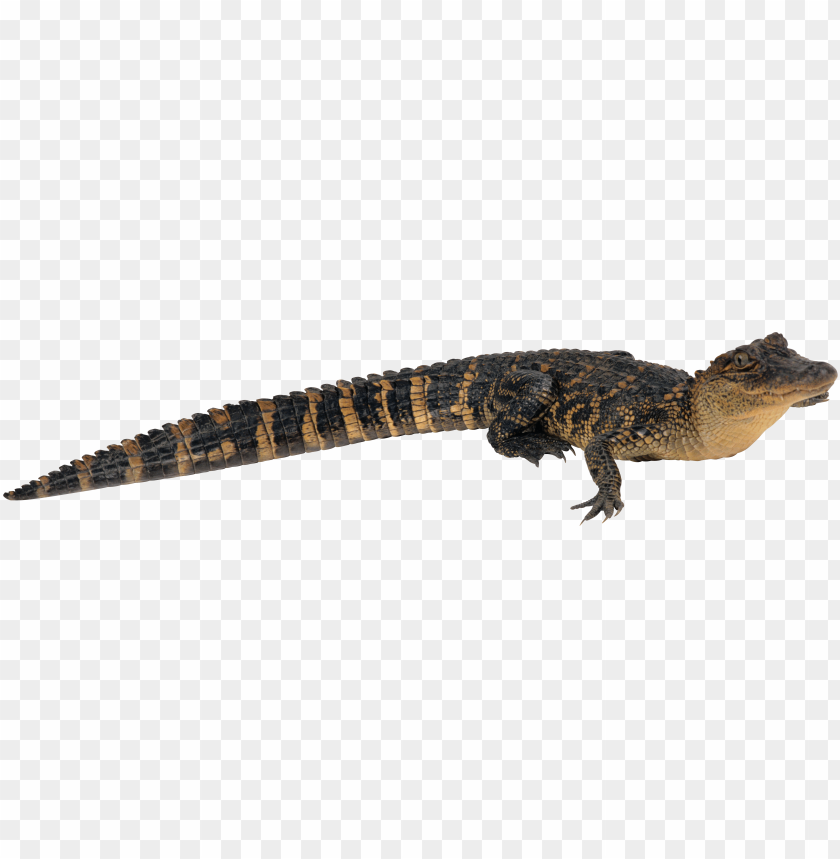 crocodile png,crocodile,crocodile transparent background,crocodile file png,queue,line,column