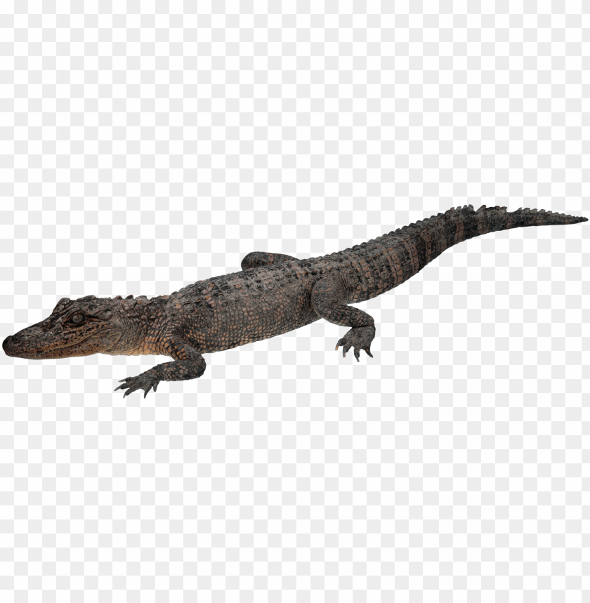 crocodile png,crocodile,crocodile transparent background,crocodile file png,queue,line,column