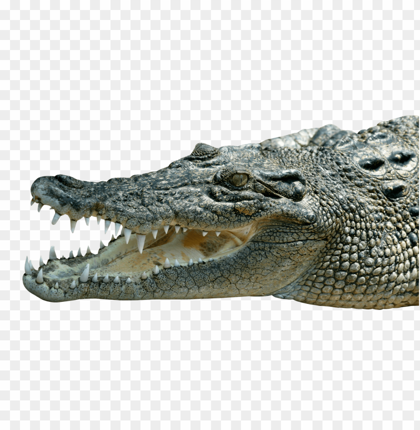 
animals
, 
crocodile
