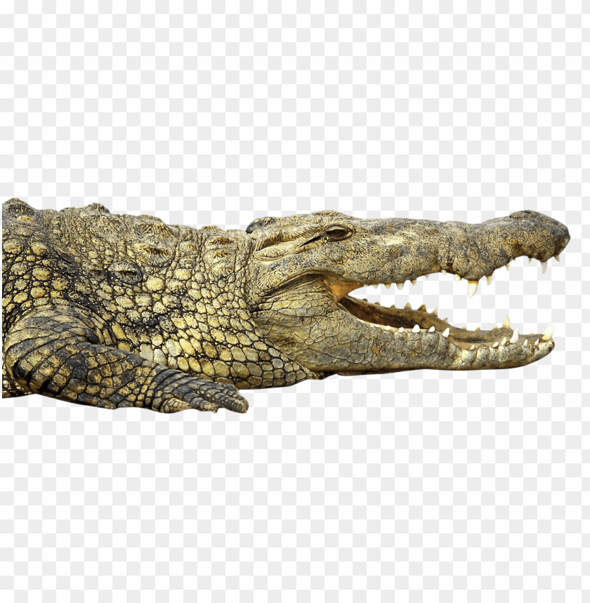 
crocodile
, 
animal
, 
reptile
, 
alligator
