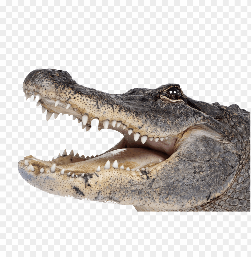 Crocodile Head Right PNG Transparent Background