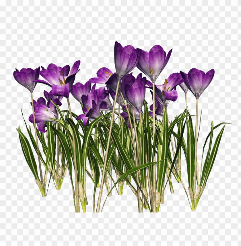 saffron, crocus,زعفران