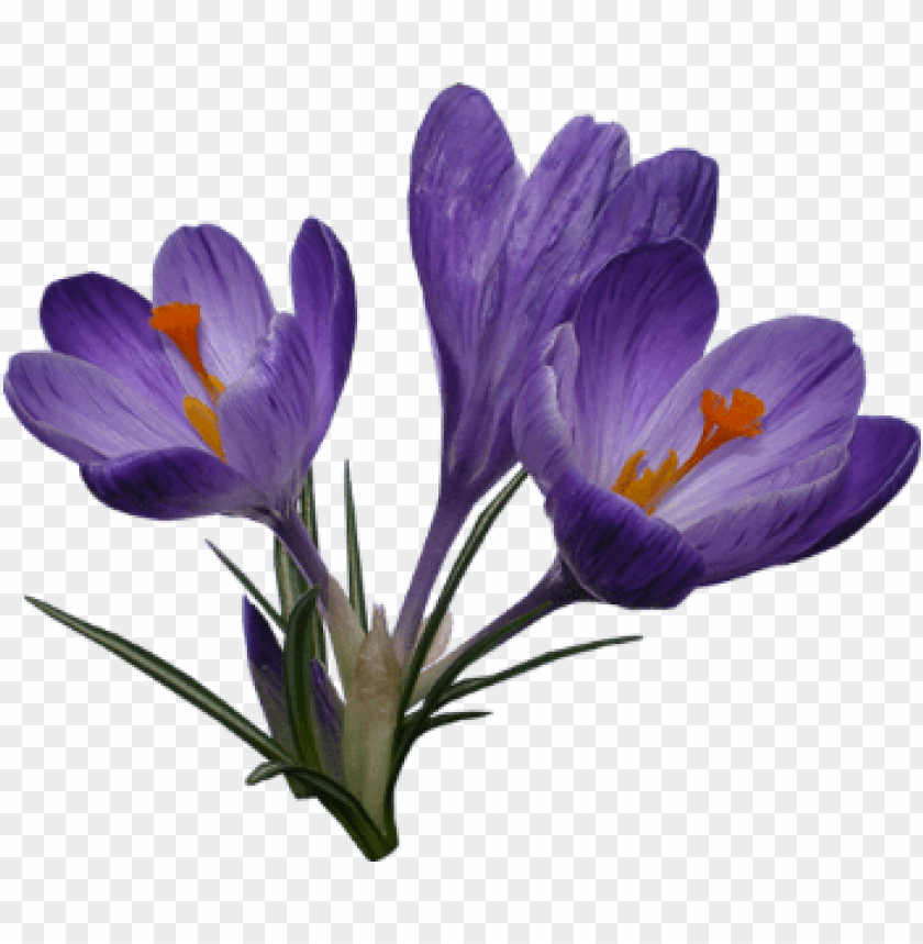 saffron, crocus,زعفران