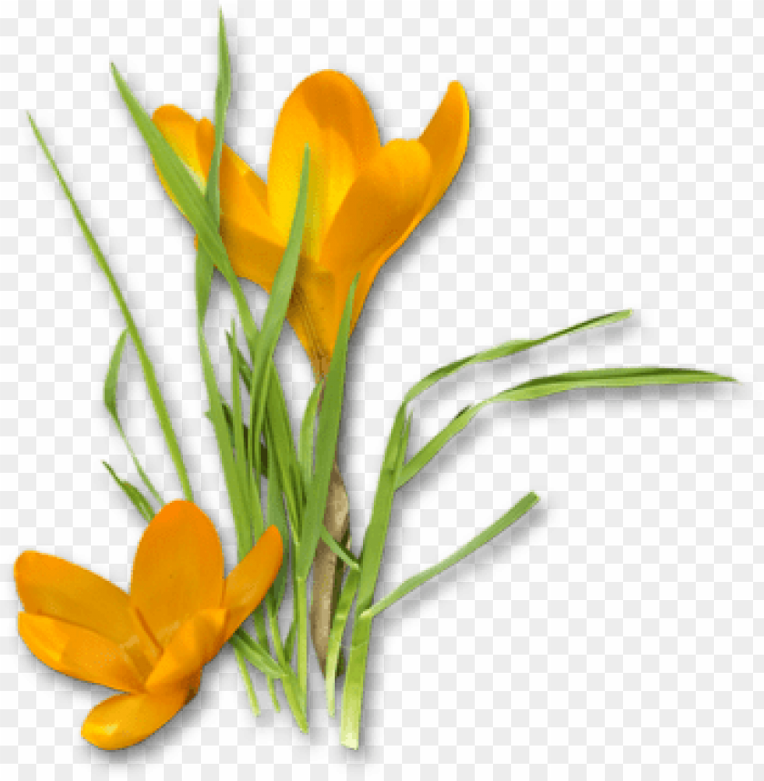 saffron, crocus,زعفران