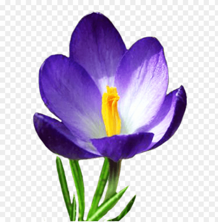 saffron, crocus,زعفران