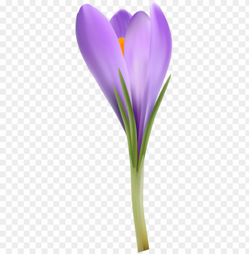 flowers png, spring png, flower png