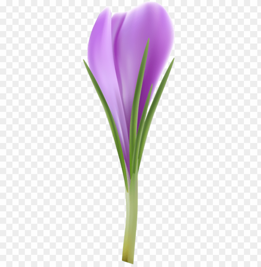 flowers png, spring png, flower png