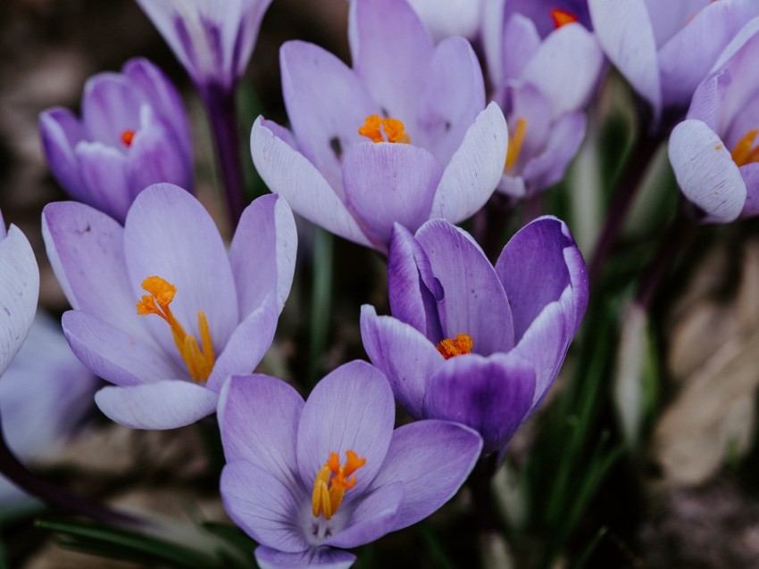 crocus, lilac, bloom, spring