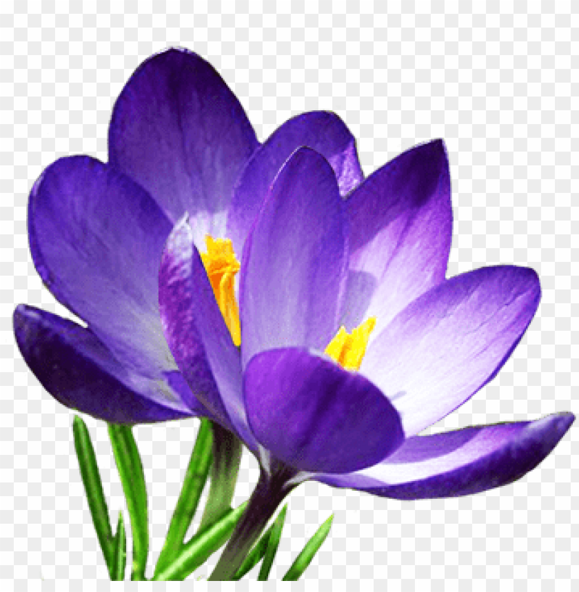 saffron, crocus,زعفران