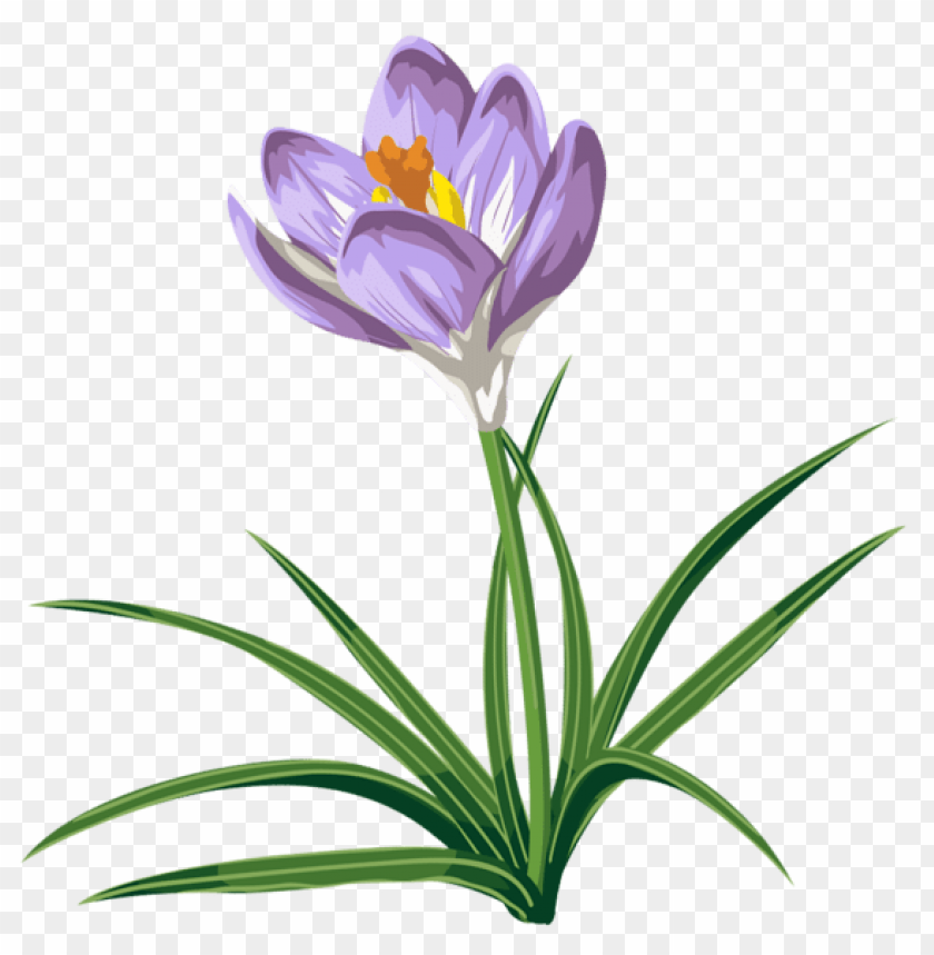 flowers png, spring png, flower png