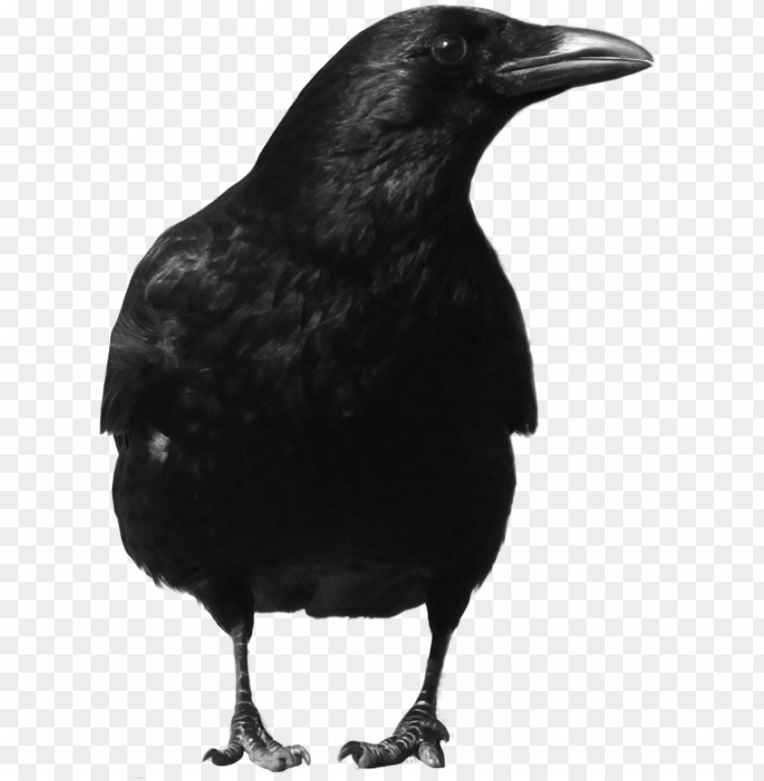 Black crow with a glossy coat standing against a transparent background PNG