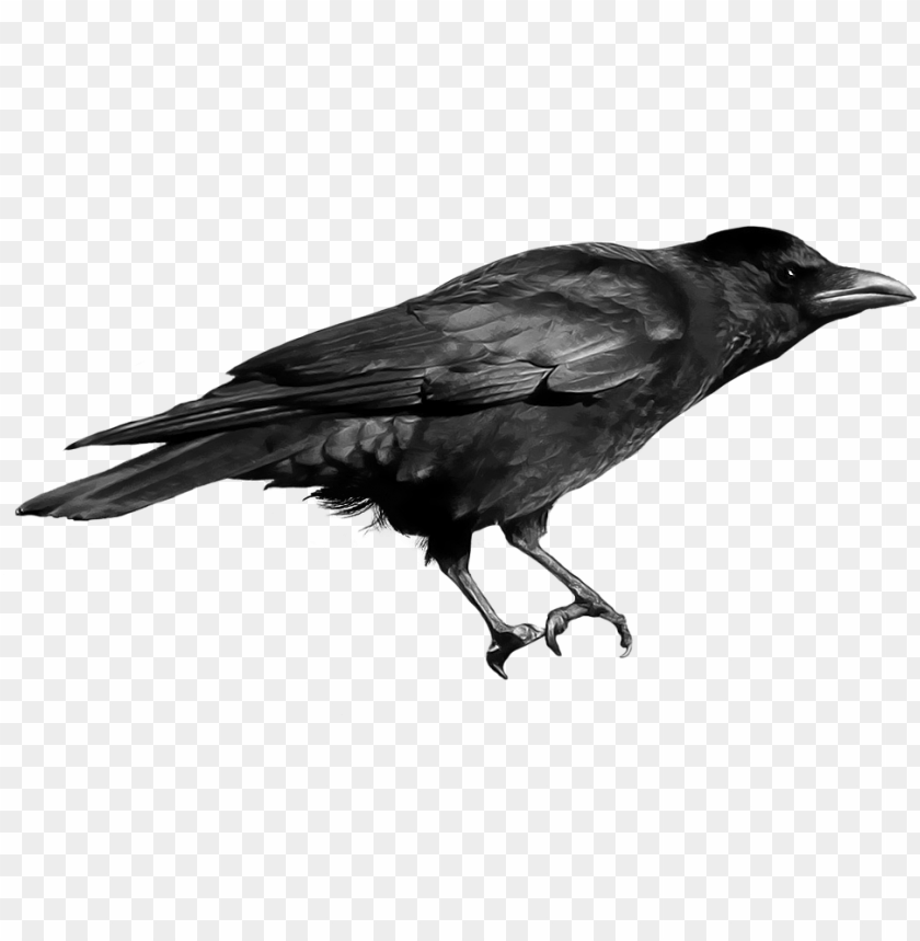 crow png,crow,crow transparent background,crow file png,crow clipart,crow png images,crow png clipart