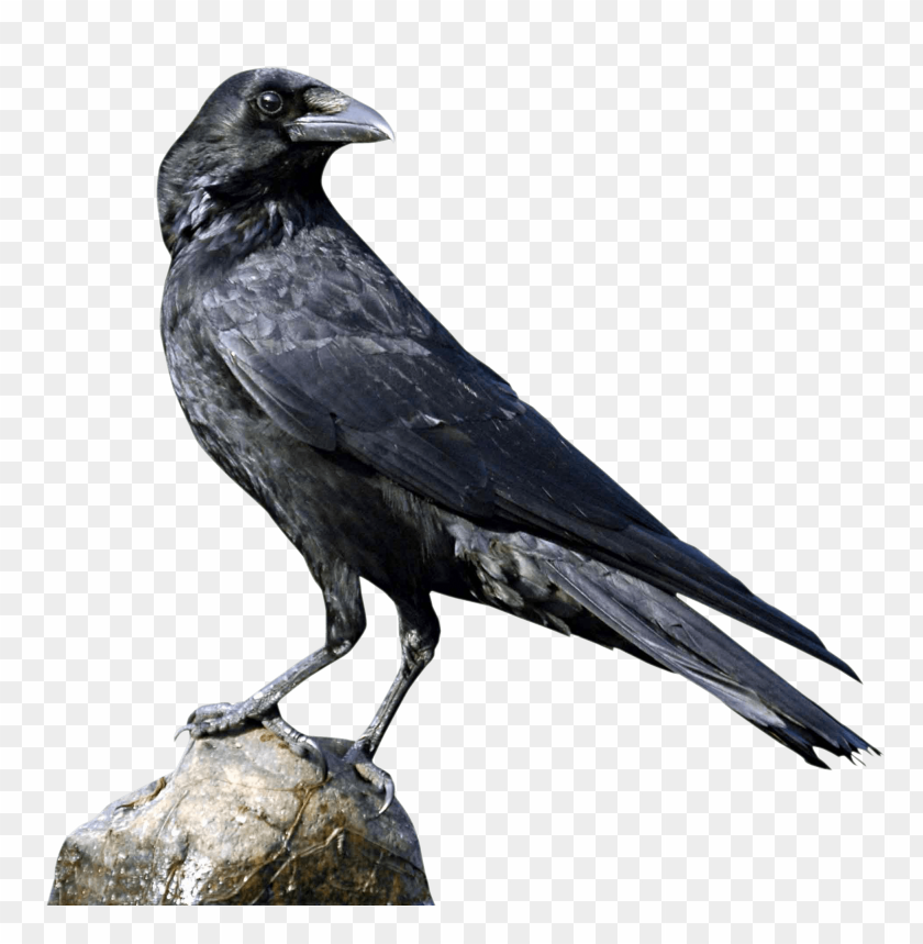 Crow standing PNG, bird, black, wildlife