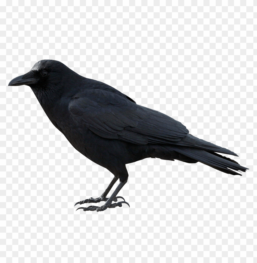 bird, black, crow, carrion, corone, corvus