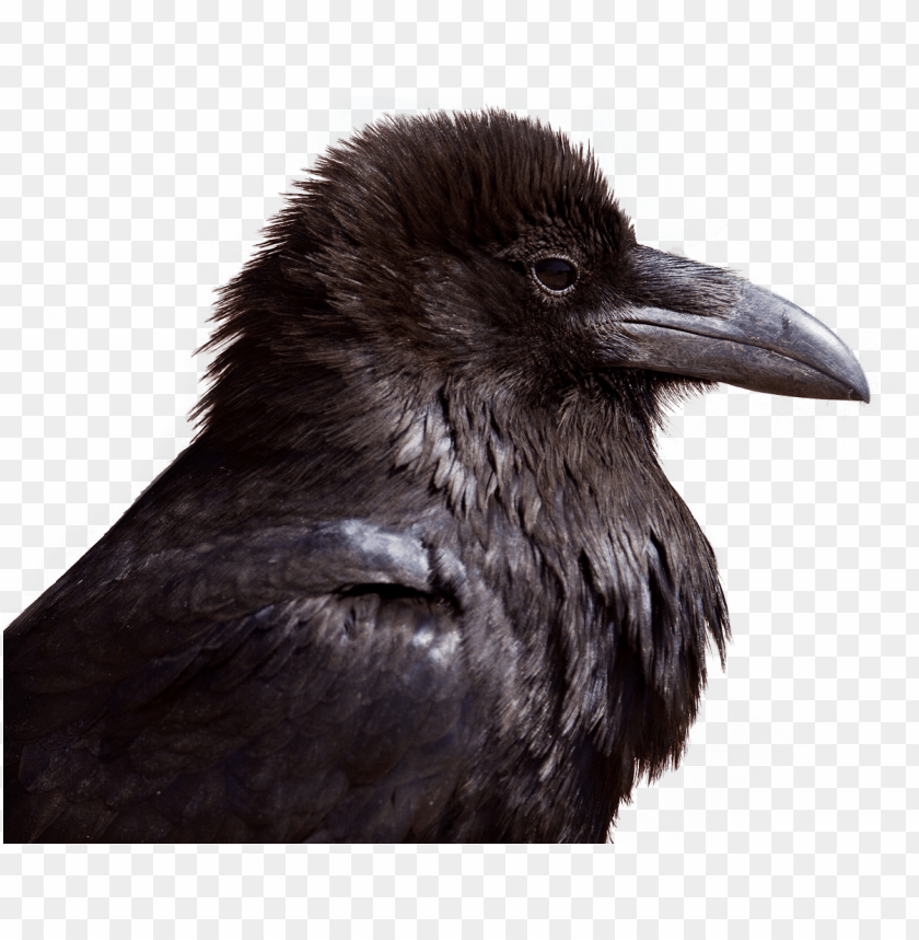 Raven PNG, bird, large, perched