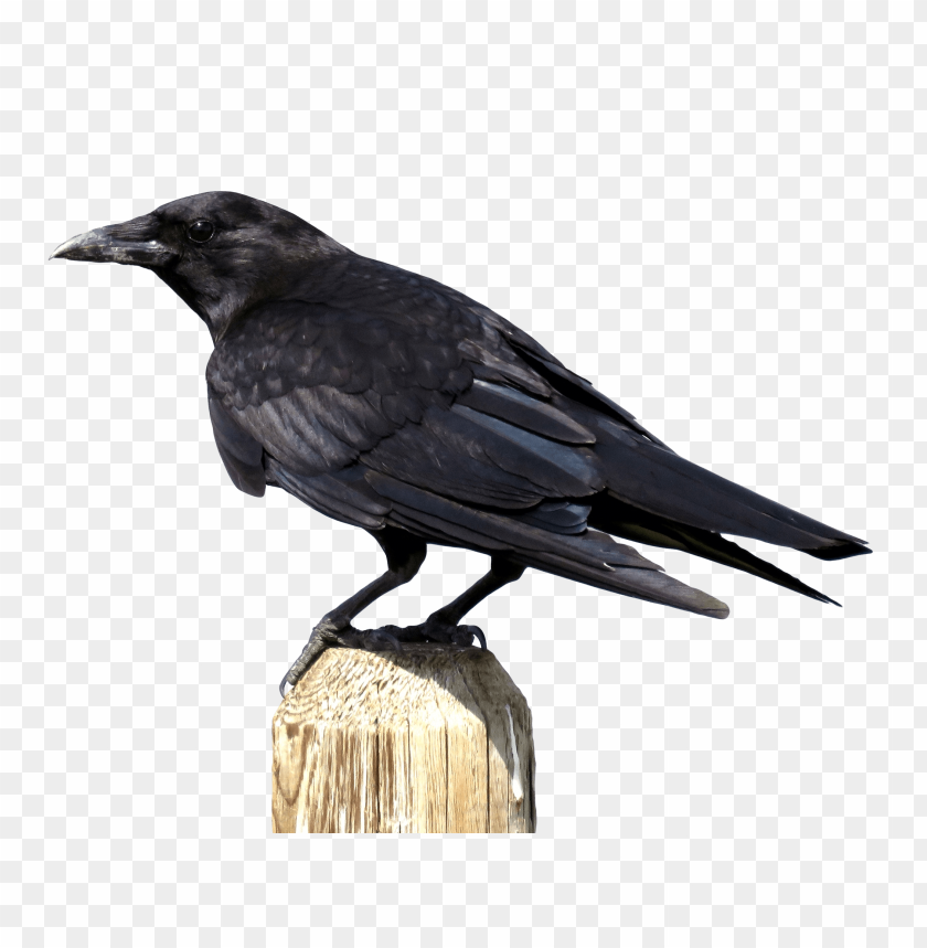 bird, black, crow, carrion, corone, corvus