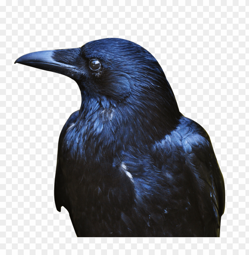 Raven PNG, black bird, perched, dark