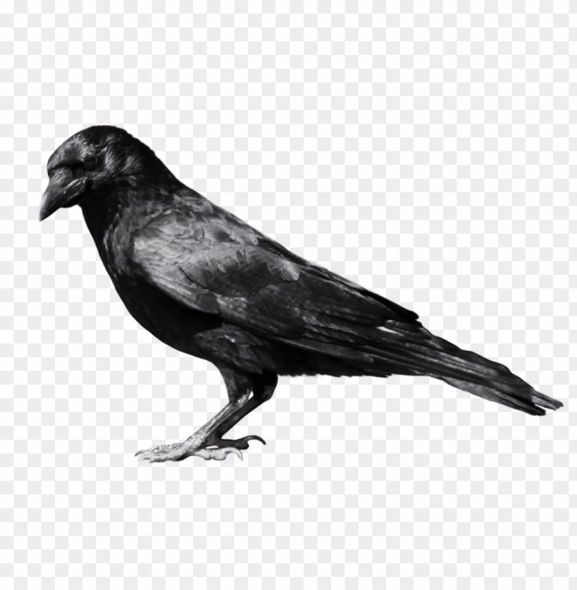 
crow
, 
animal
, 
thief
, 
bird
, 
black
, 
night
, 
darkness
