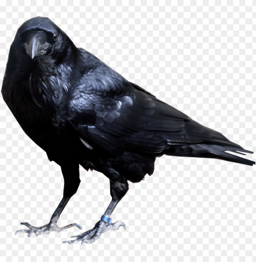 
crow
, 
animal
, 
thief
, 
bird
, 
black
, 
night
, 
darkness
