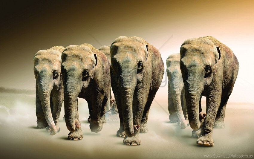 Crowd Elephants Fog Walk Wallpaper PNG Transparent Background