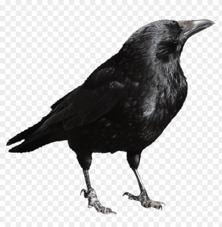 birds png ,bird