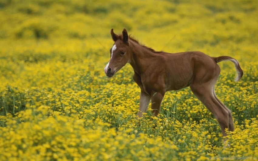 Cub Field Flowers Grass Stallion Wallpaper PNG Transparent Background