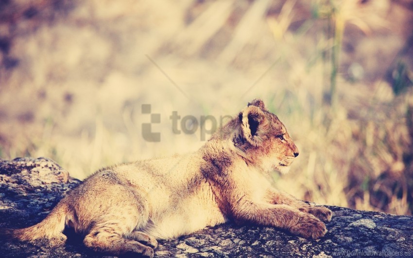 Cub Lie Light Lion Rest Wallpaper PNG Transparent Background