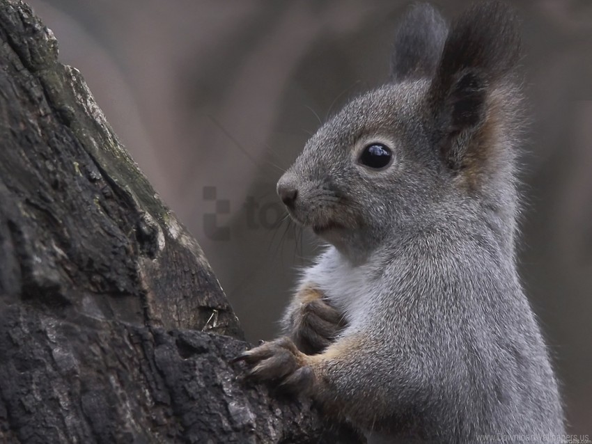 Curiosity Ears Squirrel Tree Wallpaper PNG Transparent Background