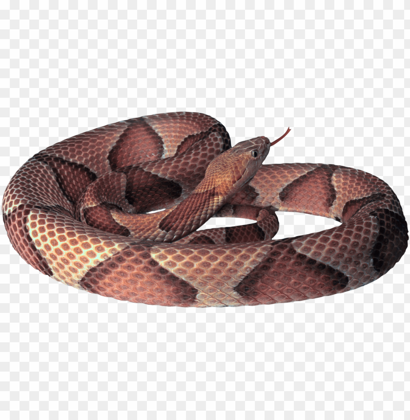 snakes, types of snakes, snake habitats, snake behaviors, snake care